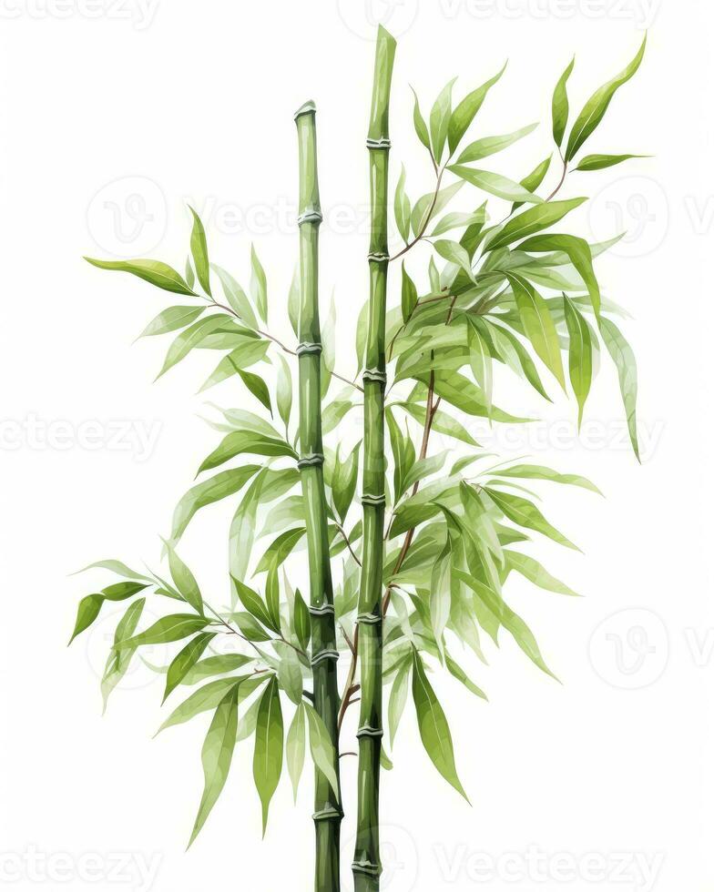 ai genererad vattenfärg bambu ClipArt isolerat på vit bakgrund. ai genererad foto