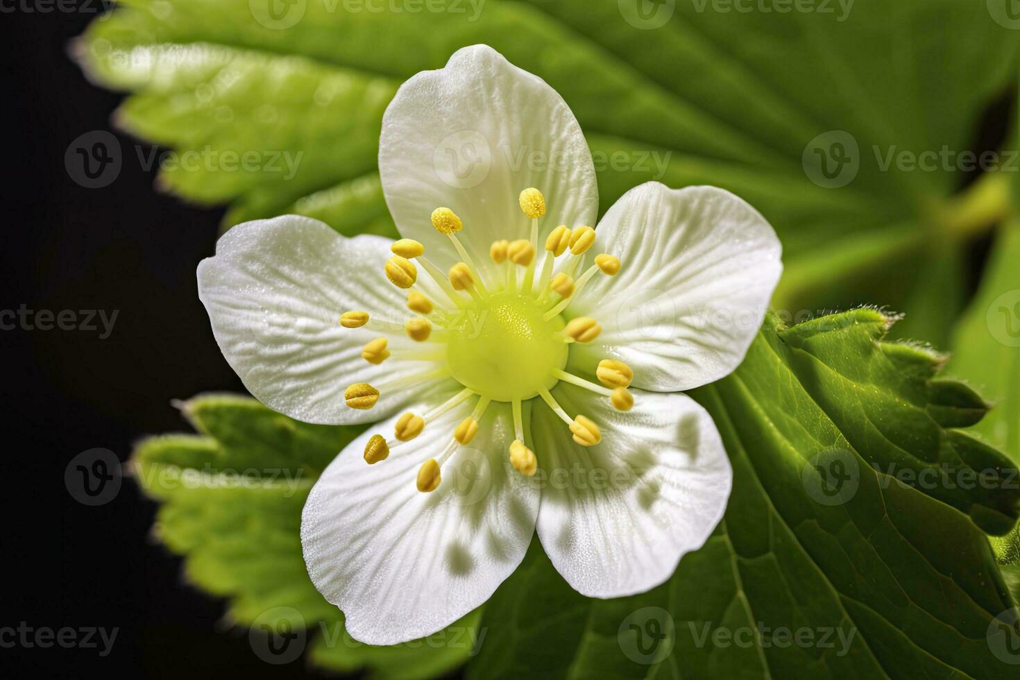 ai genererad jordgubb blomma. ai genererad foto