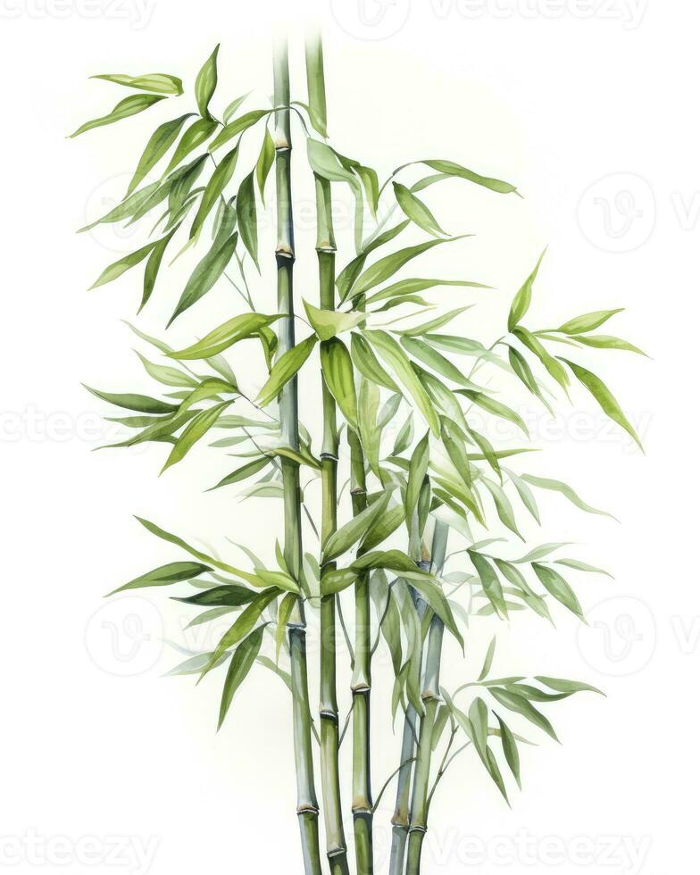 ai genererad vattenfärg bambu ClipArt isolerat på vit bakgrund. ai genererad foto