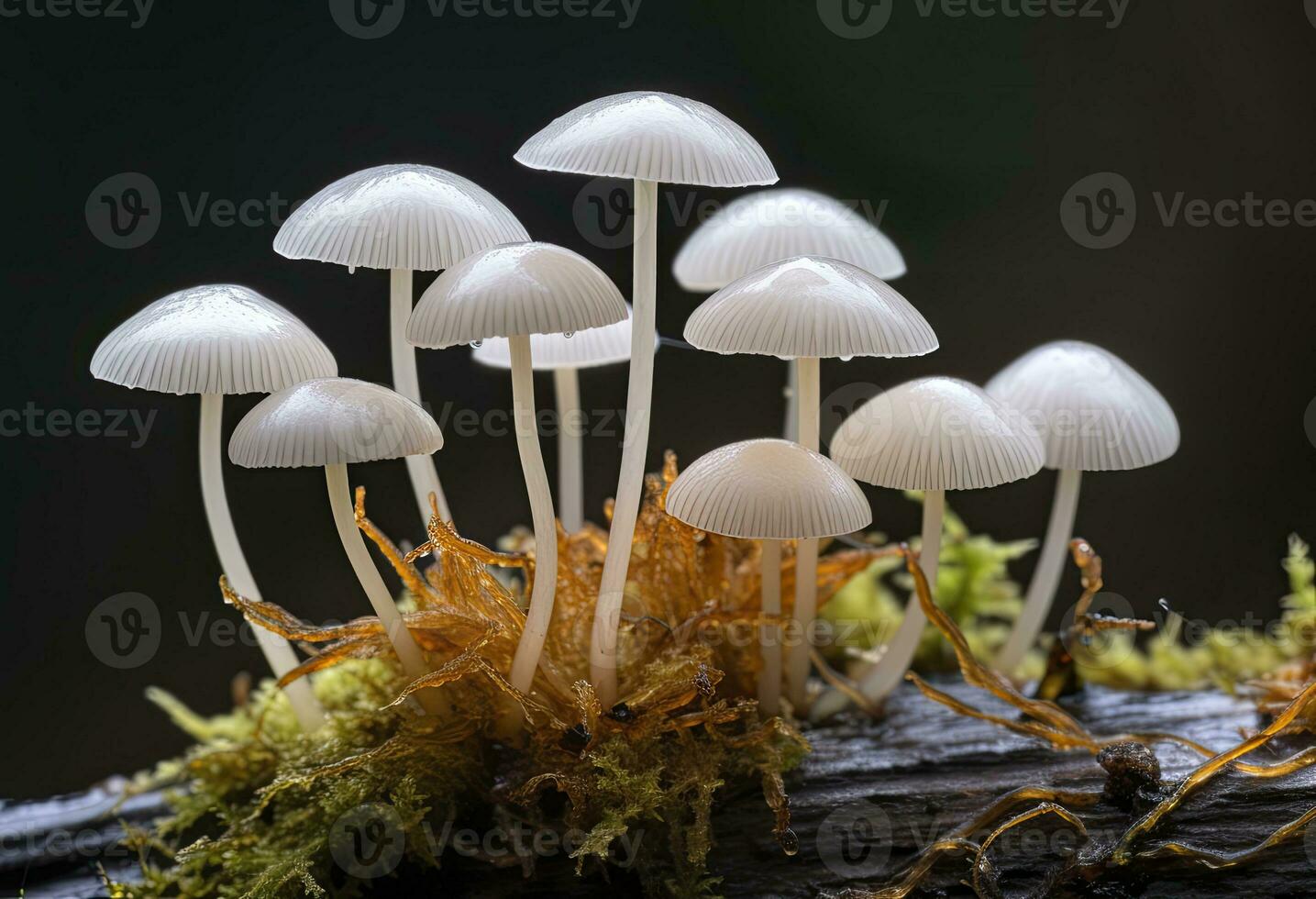 ai genererad hemimycena arter mairei. ai genererad. foto