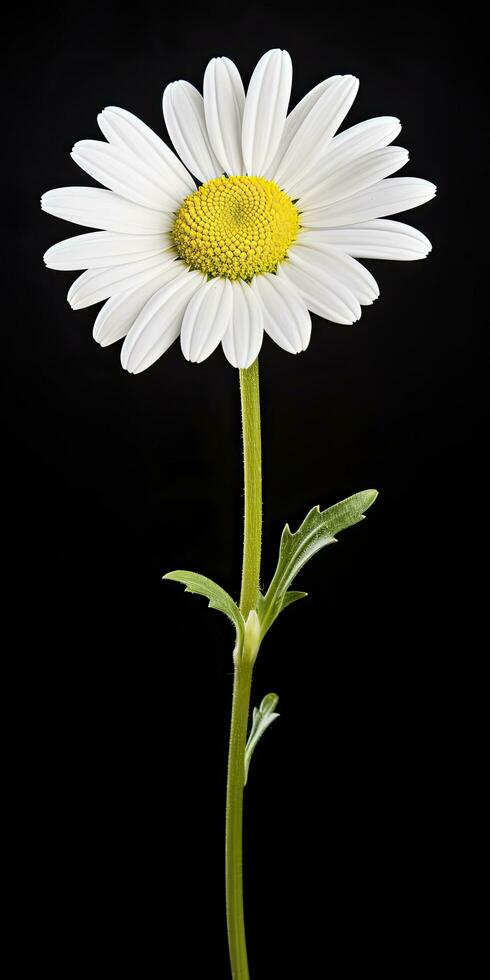 ai genererad allmänning daisy isolerat på svart bakgrund. ai genererad foto