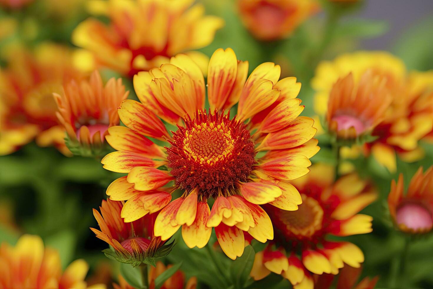 ai genererad gaillardia eller filt blomma. ljus och färgrik nyanser av värma toner. ai genererad foto