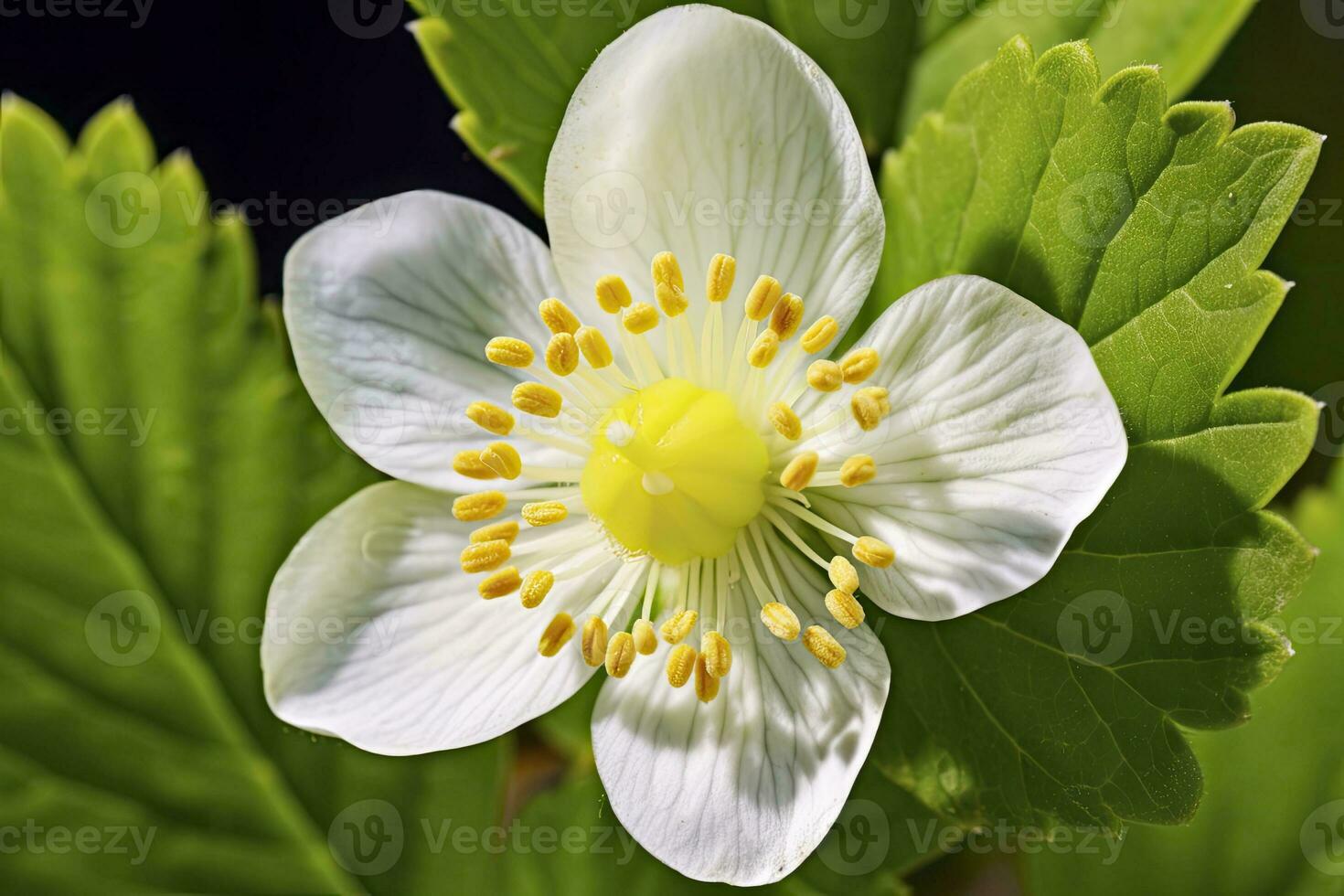 ai genererad jordgubb blomma. ai genererad foto