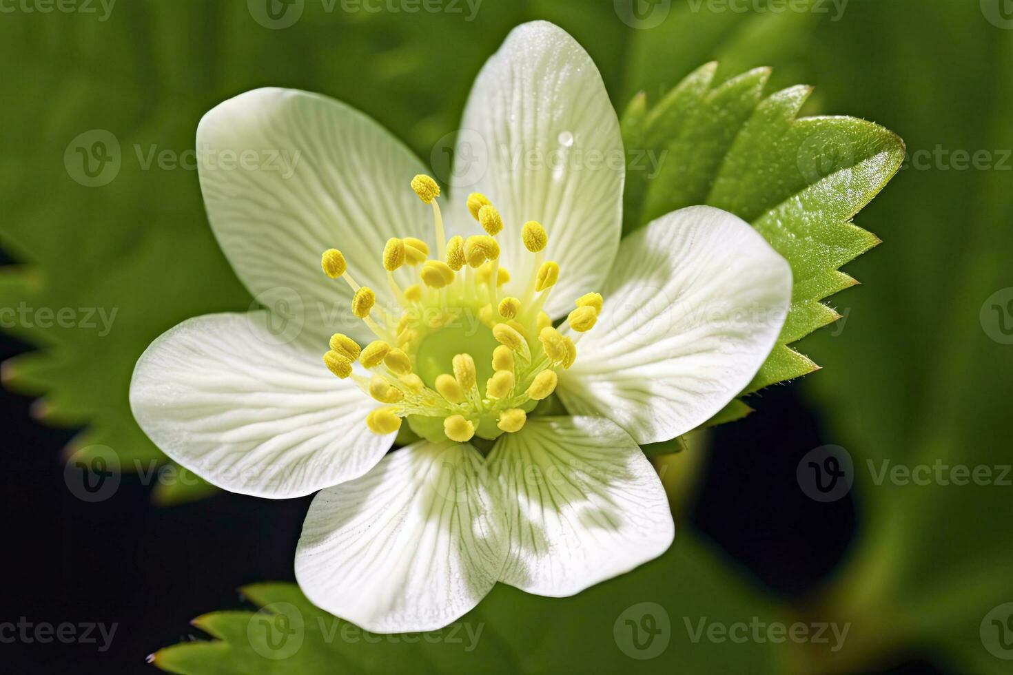 ai genererad jordgubb blomma. ai genererad foto