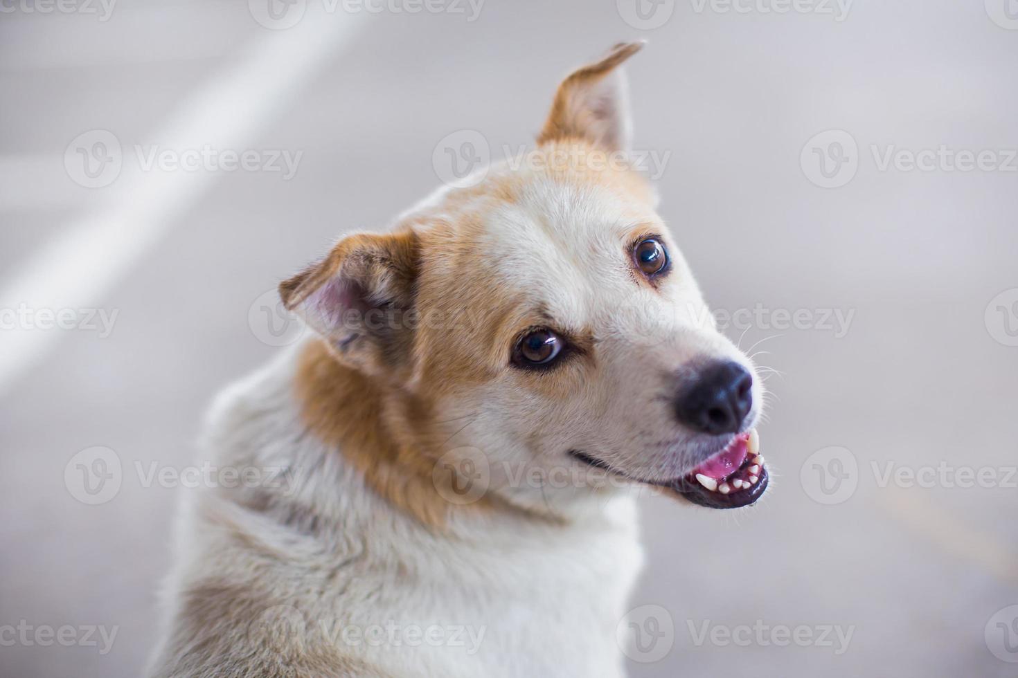 söt hund i en solskendag foto