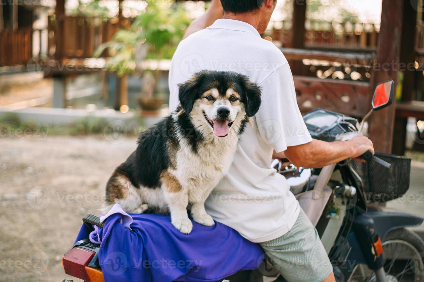 söt hund som sitter på motorcykeln. foto