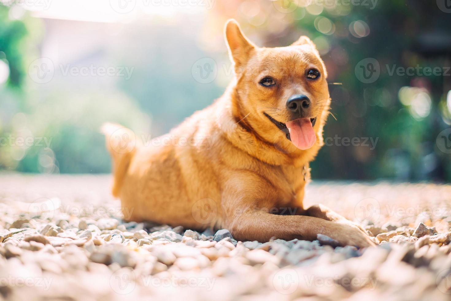 söt hund i en solskendag foto