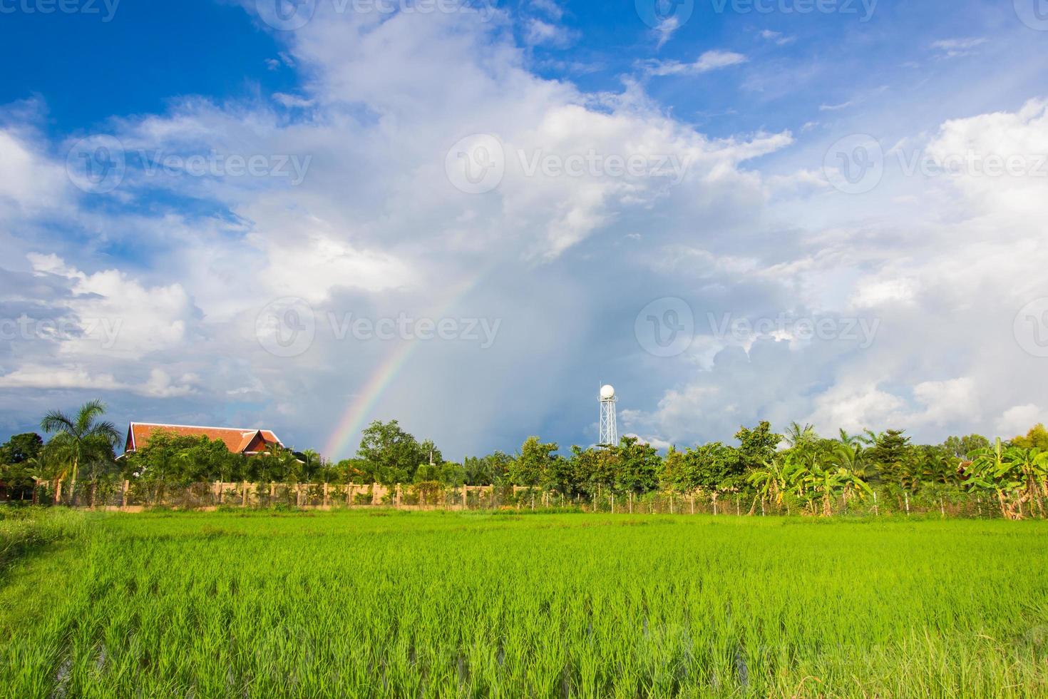 thailand risfält med blå himmel och vitt moln foto