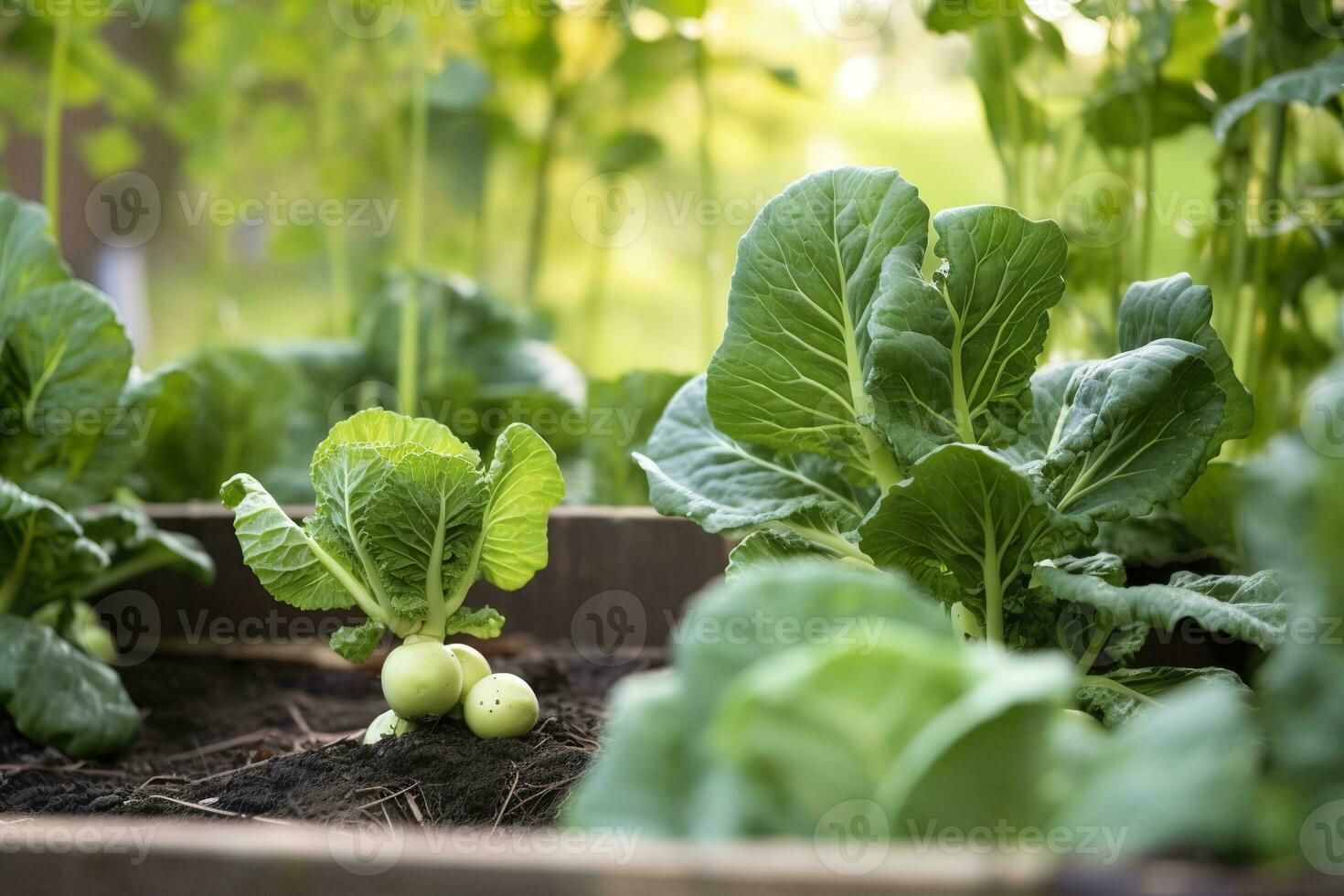ai genererad färsk organisk bryssel groddar växande i de trädgård. växande egen frukter, grönsaker. ai genererad foto