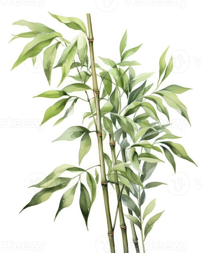 ai genererad vattenfärg bambu ClipArt isolerat på vit bakgrund. ai genererad foto