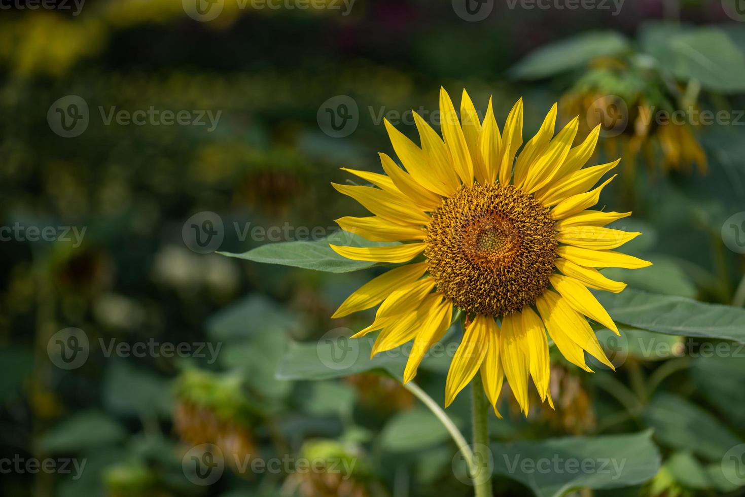 en gul solros i full blom på fältet foto