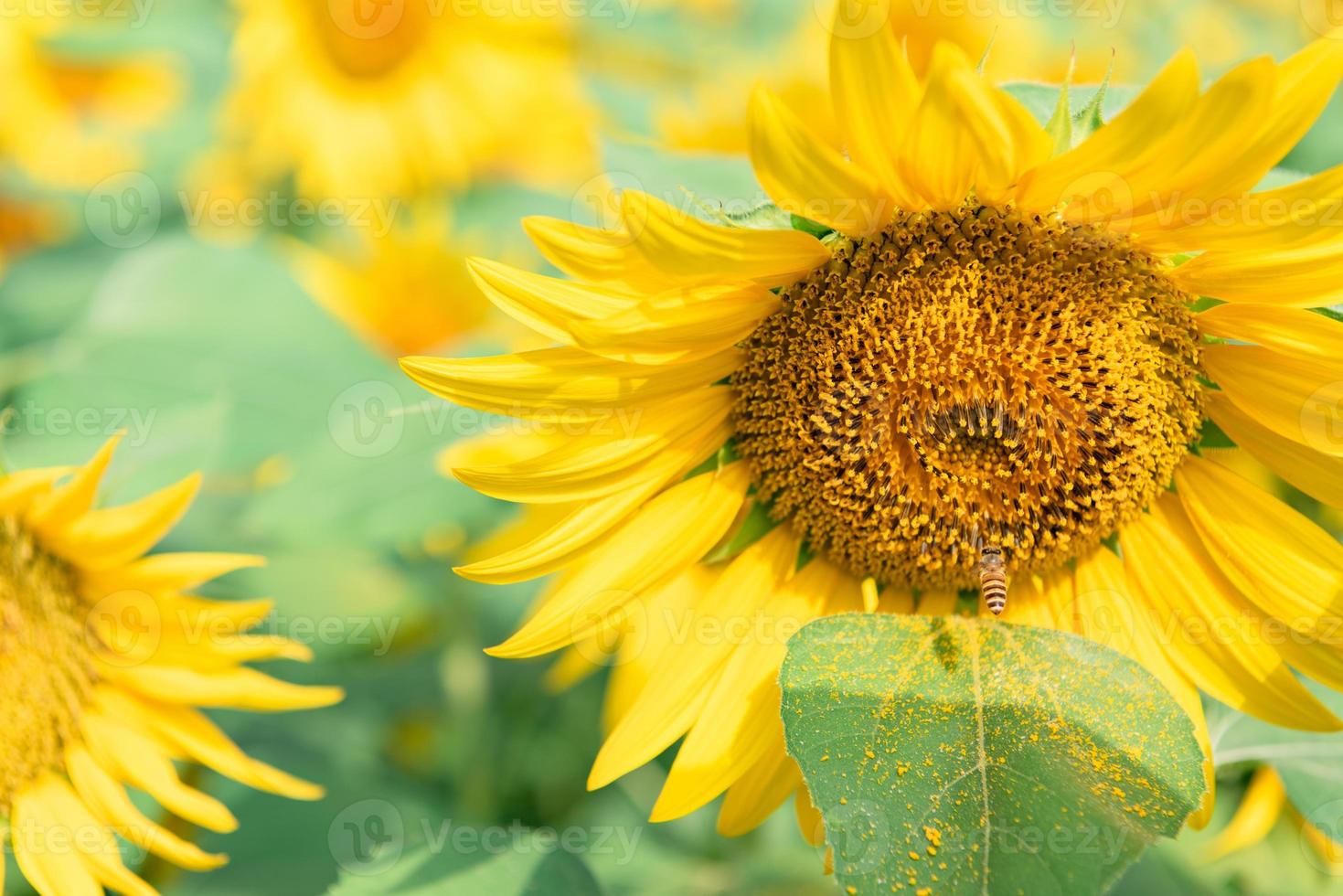 närbild av blommande gula solrosor foto