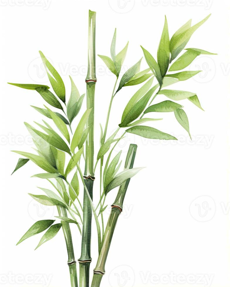 ai genererad vattenfärg bambu ClipArt isolerat på vit bakgrund. ai genererad foto