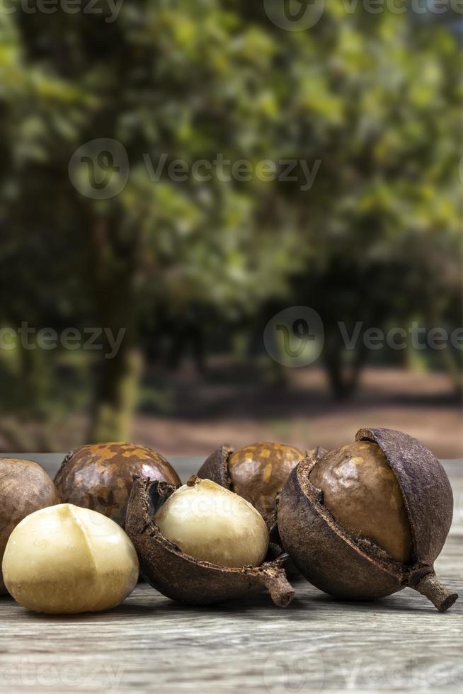 grupp macadamianötter på ett träbord med en fruktträdgård i bakgrunden, Brasilien foto