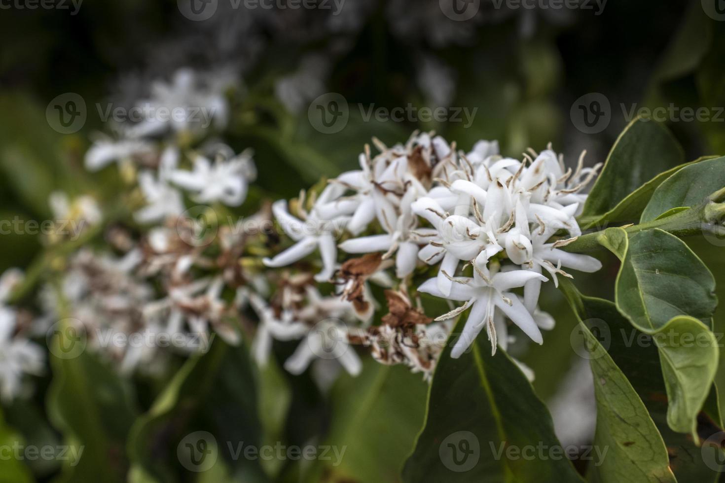 kaffeträd blommar med vita färgblommor på en regnig dag, med selektivt fokus, i Brasilien foto