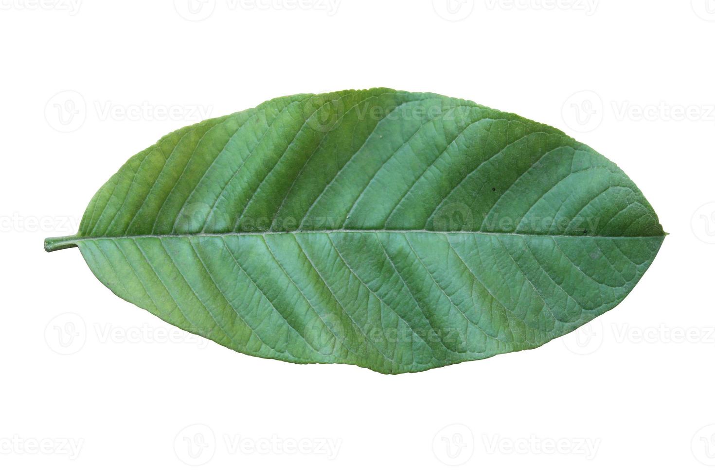 vacker natur grönt blad med 3 olika typer av bakgrund foto
