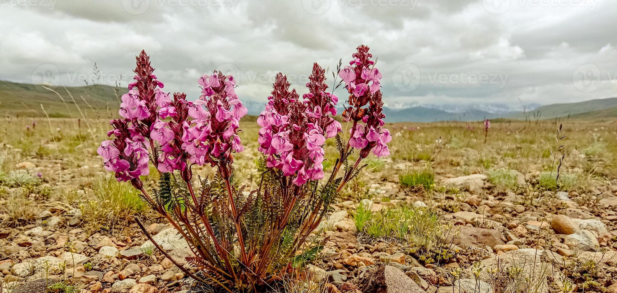 blommor i deosai nationalpark foto