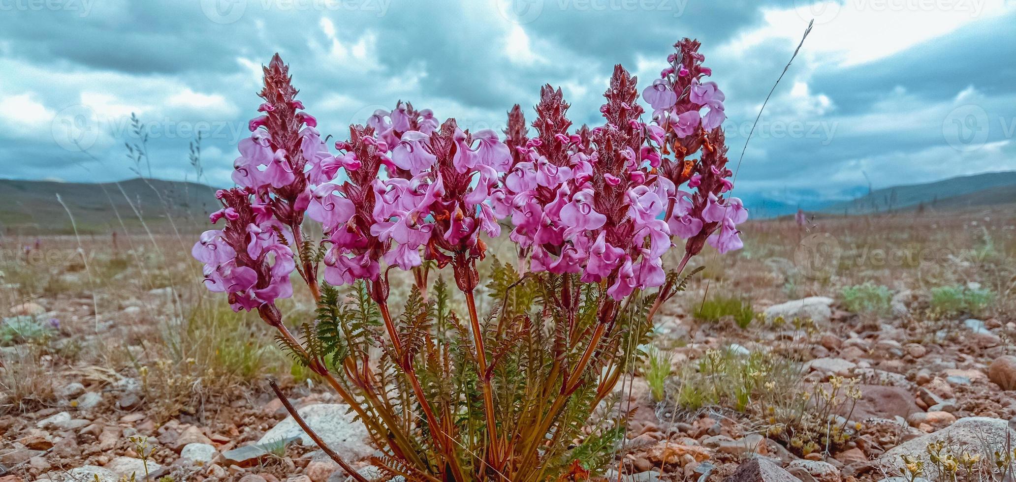 blommor i deosai nationalpark foto