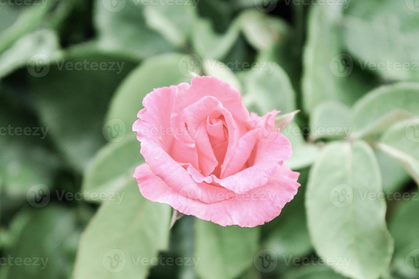 naturlig vacker blomma närbild foto