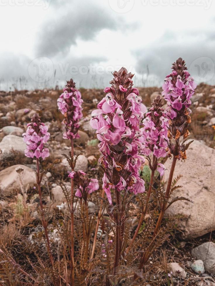 blommor i deosai nationalpark foto