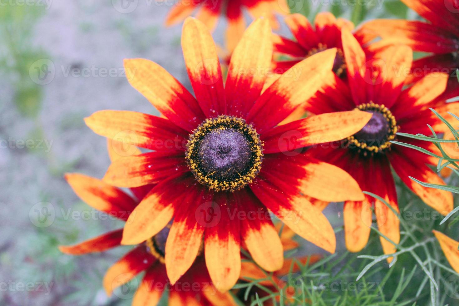 naturlig vacker blomma närbild foto