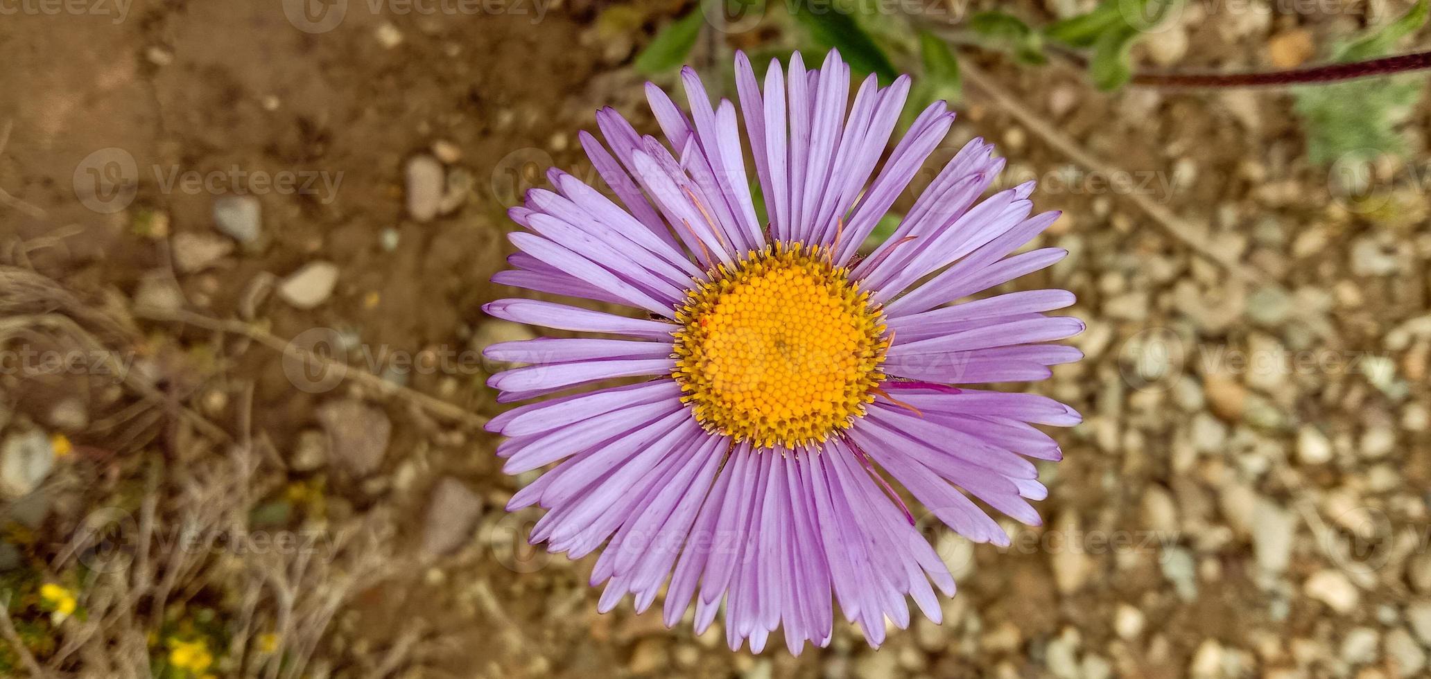 blommor i deosai nationalpark foto