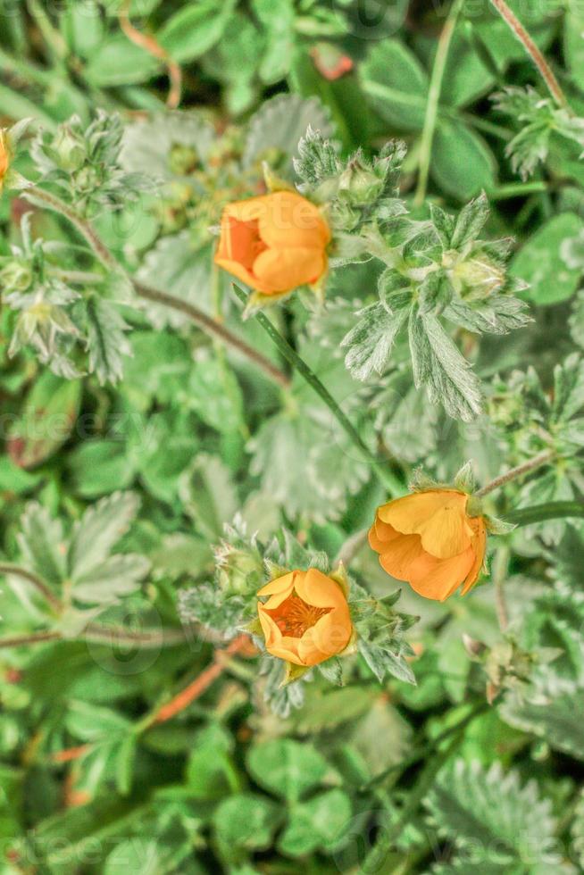 gul blomma kumrat dalen vackert landskap bergsutsikt foto