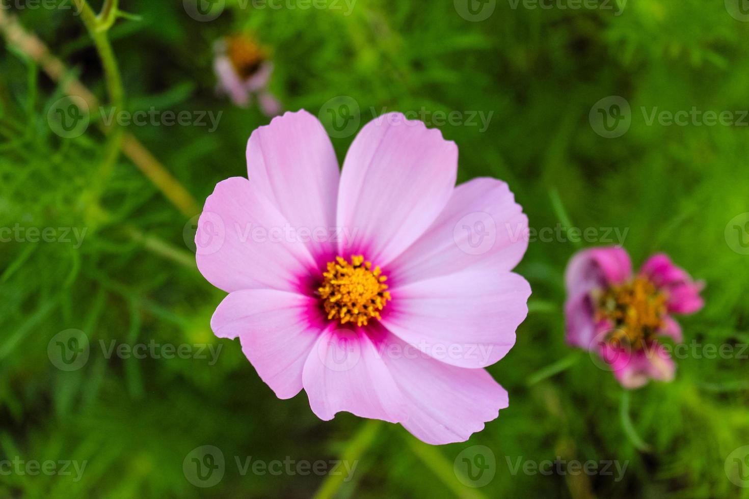 naturliga vackra lila och rosa blommor närbild foto