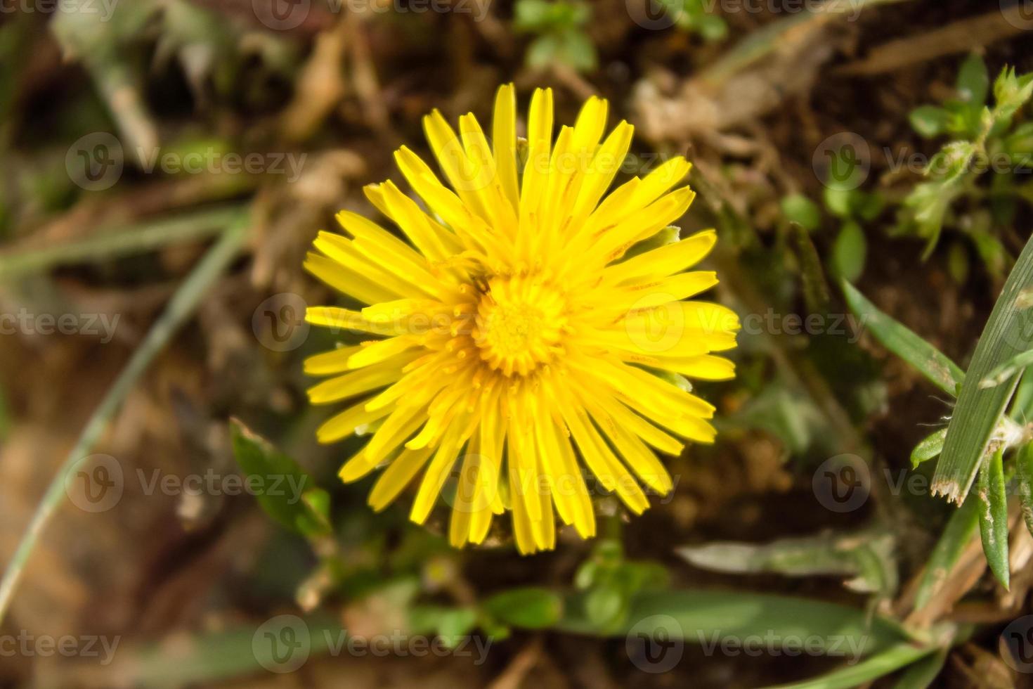 naturlig vacker blomma närbild foto