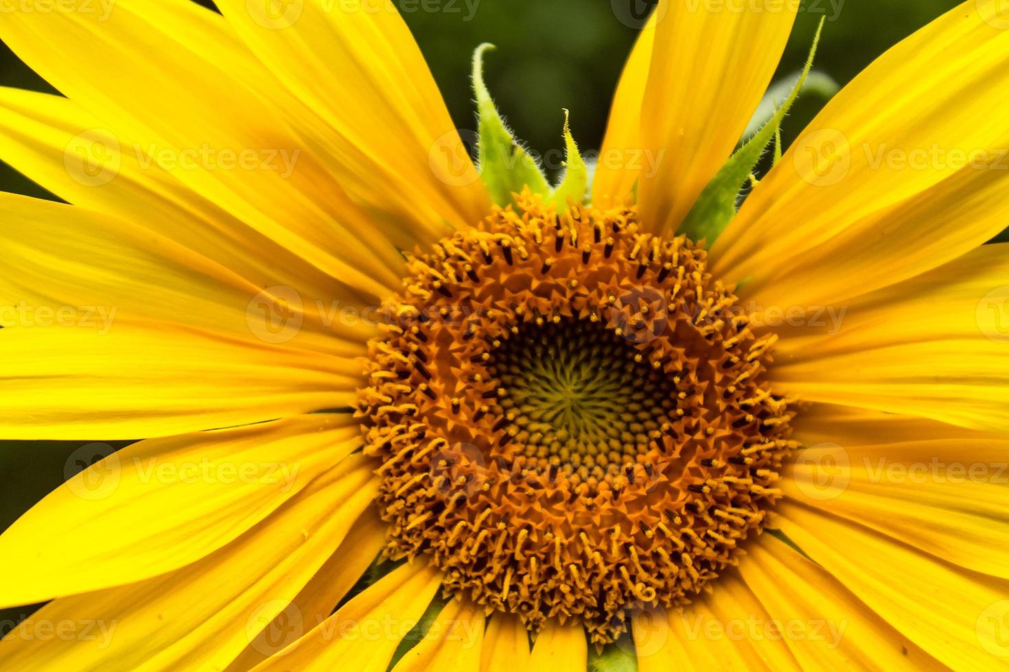 naturlig vacker blomma närbild foto