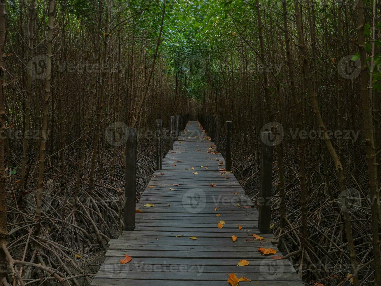 trä- gångväg genom en mangrove skog foto