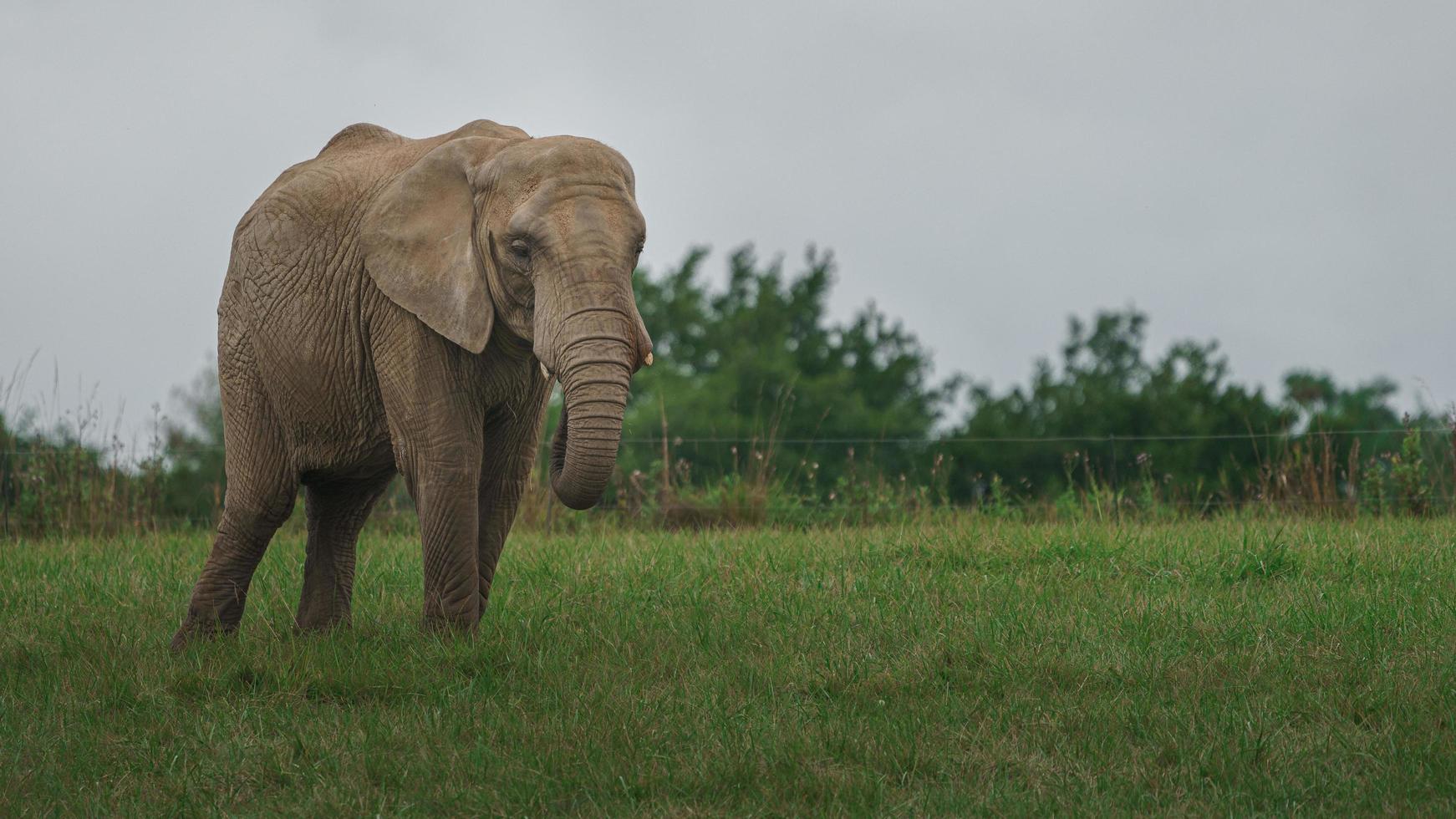 afrikansk buskeelefant foto