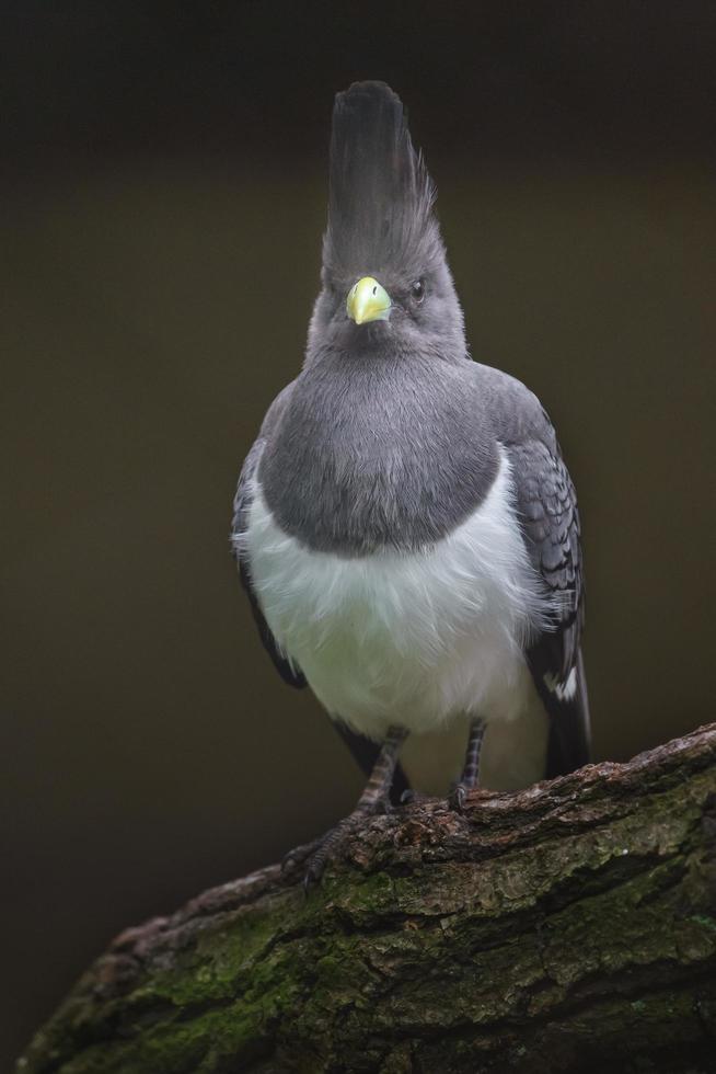 vit mage gå bort fågel foto