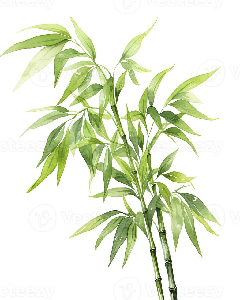 ai genererad vattenfärg bambu ClipArt isolerat på vit bakgrund. ai genererad foto