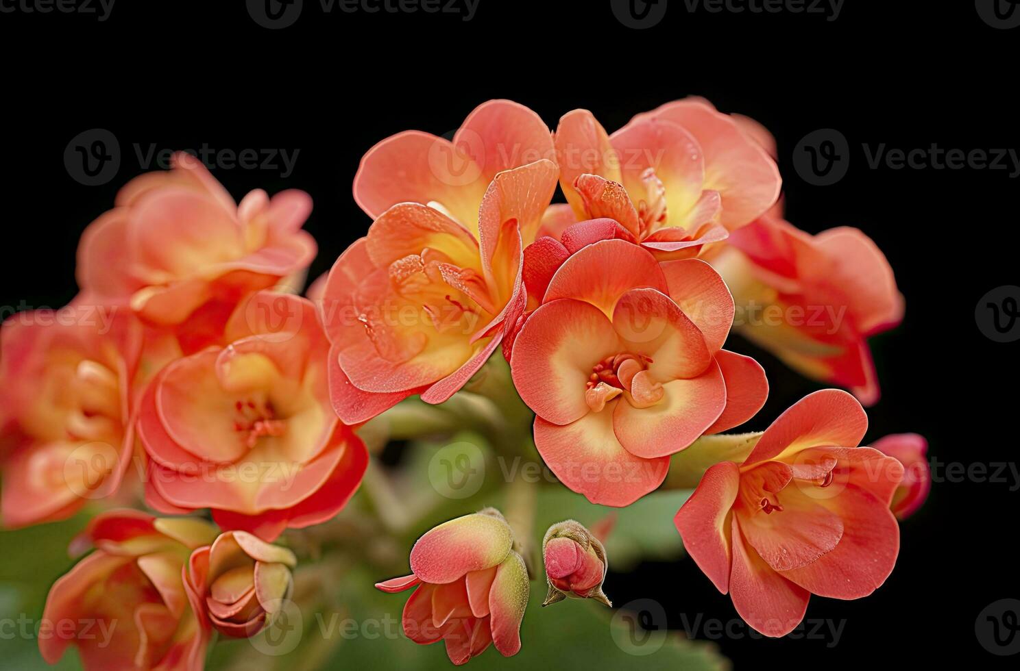 ai genererad kalanchoe blossfeldiana. ai genererad foto