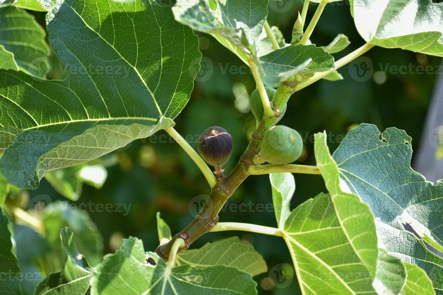 lila och grön fikon frukt hängande på de gren av en fikon träd, ficus carica foto