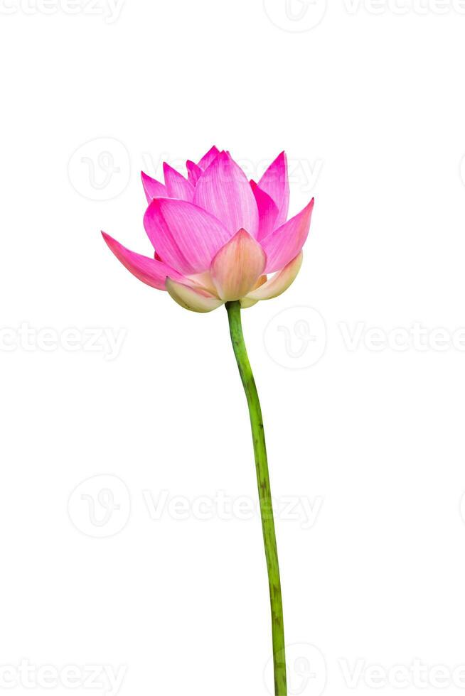 rosa lotus blomma är blomning foto