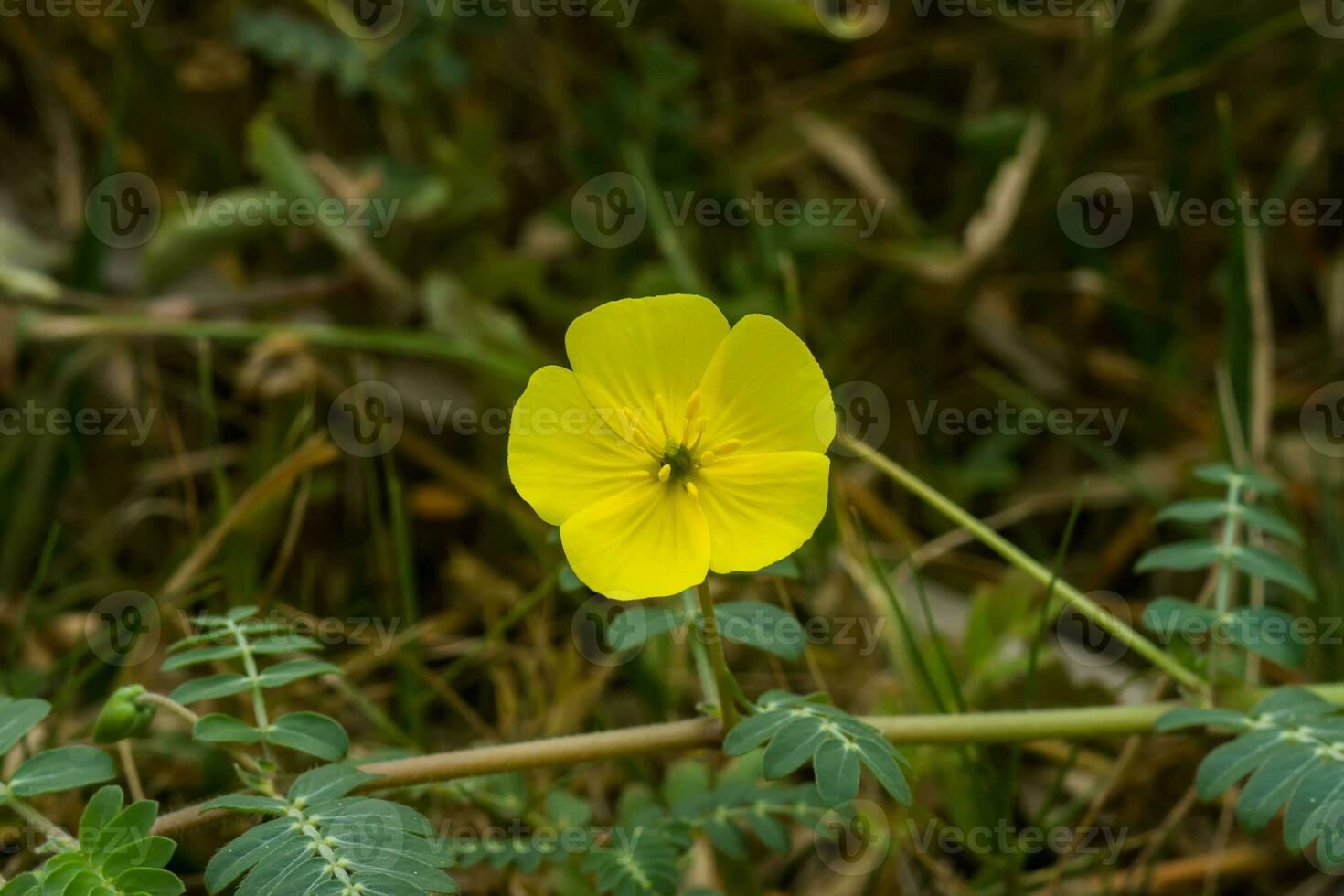 de gul blomma av djävulens tagg foto