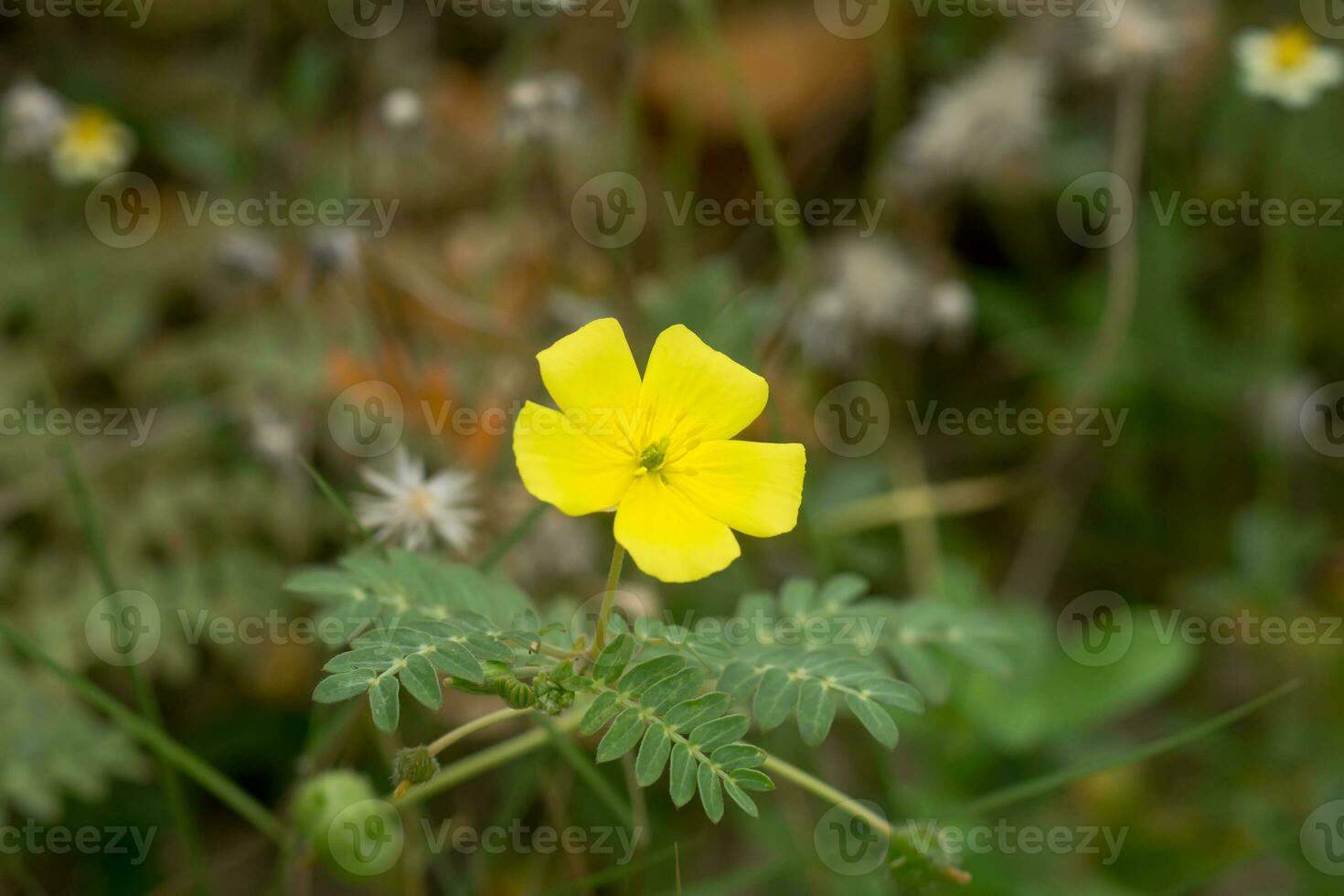 de gul blomma av djävulens tagg foto