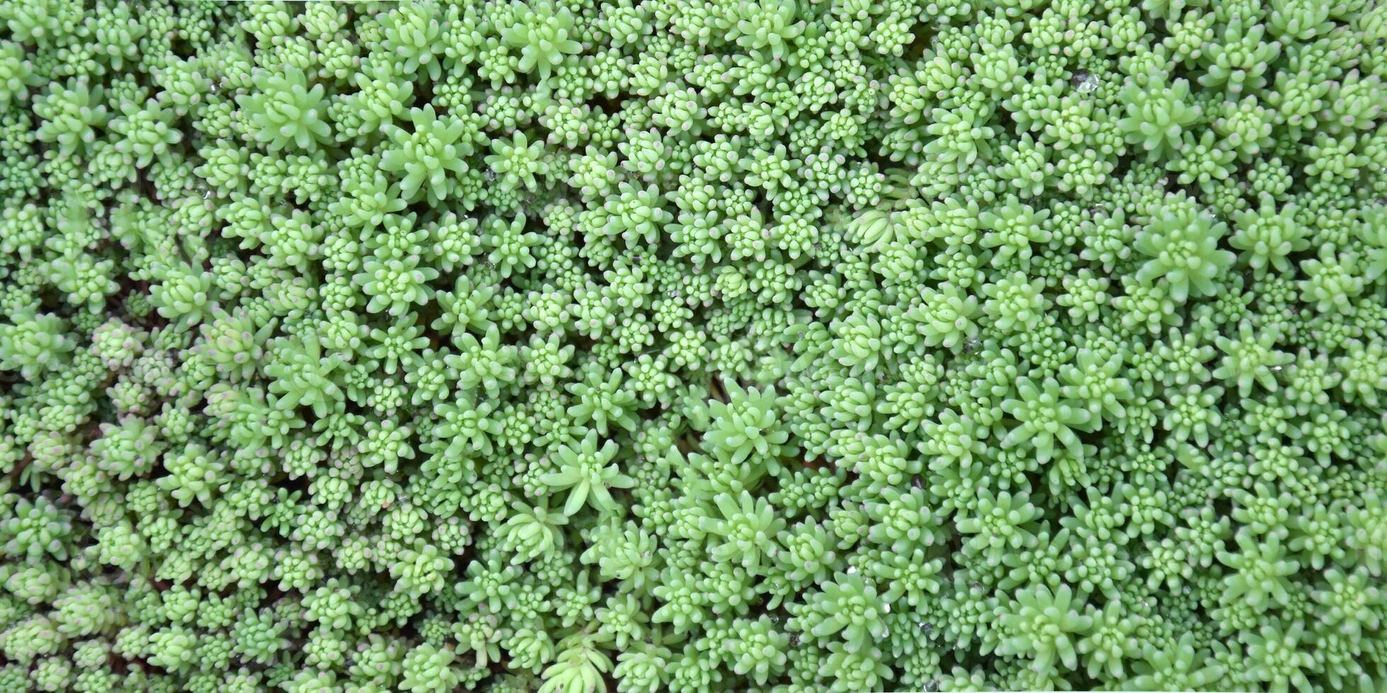 sedum. fetknopp. skön ört- abstrakt bakgrund av natur. foto