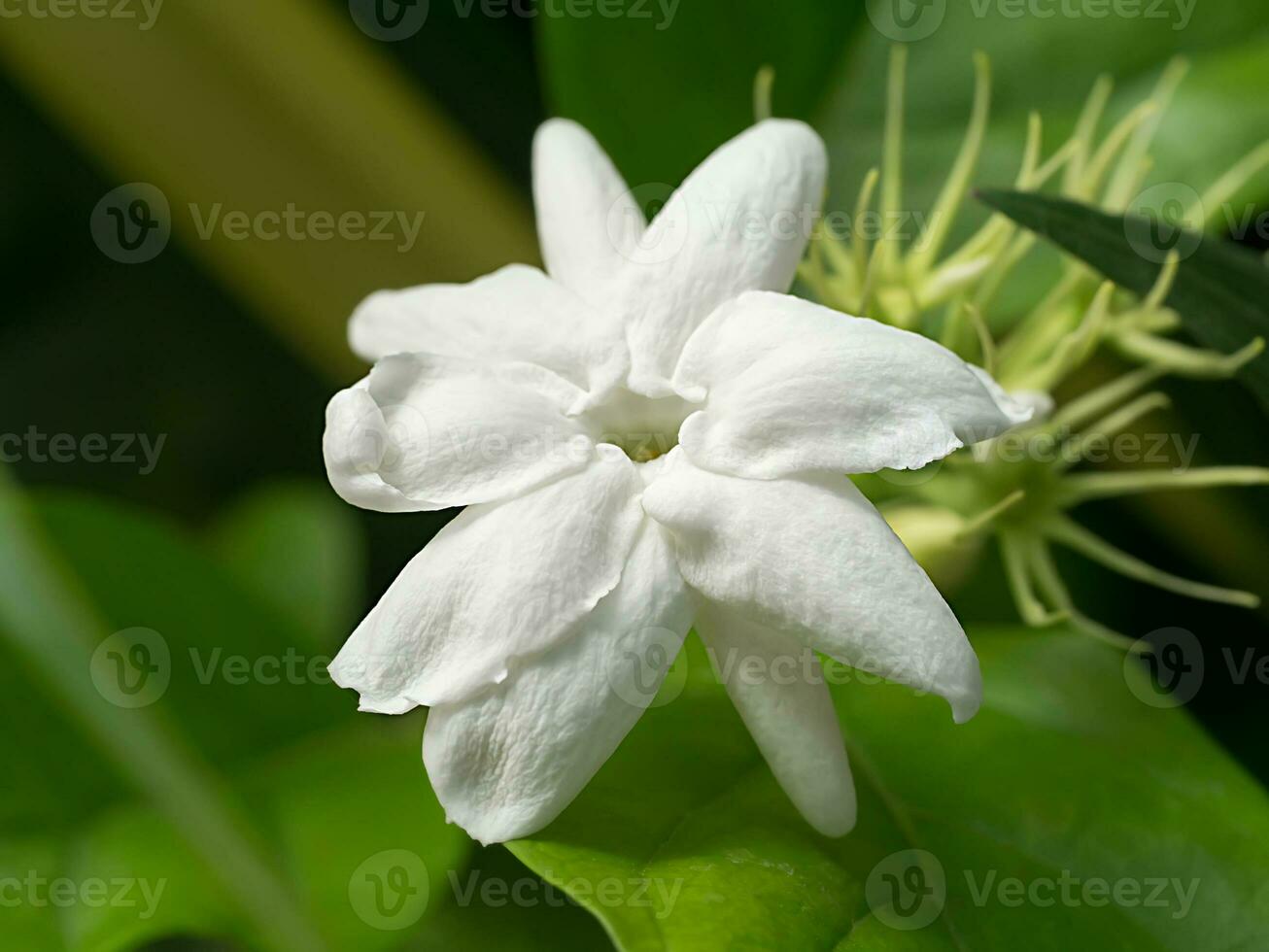 vit av jasmin blomma. foto