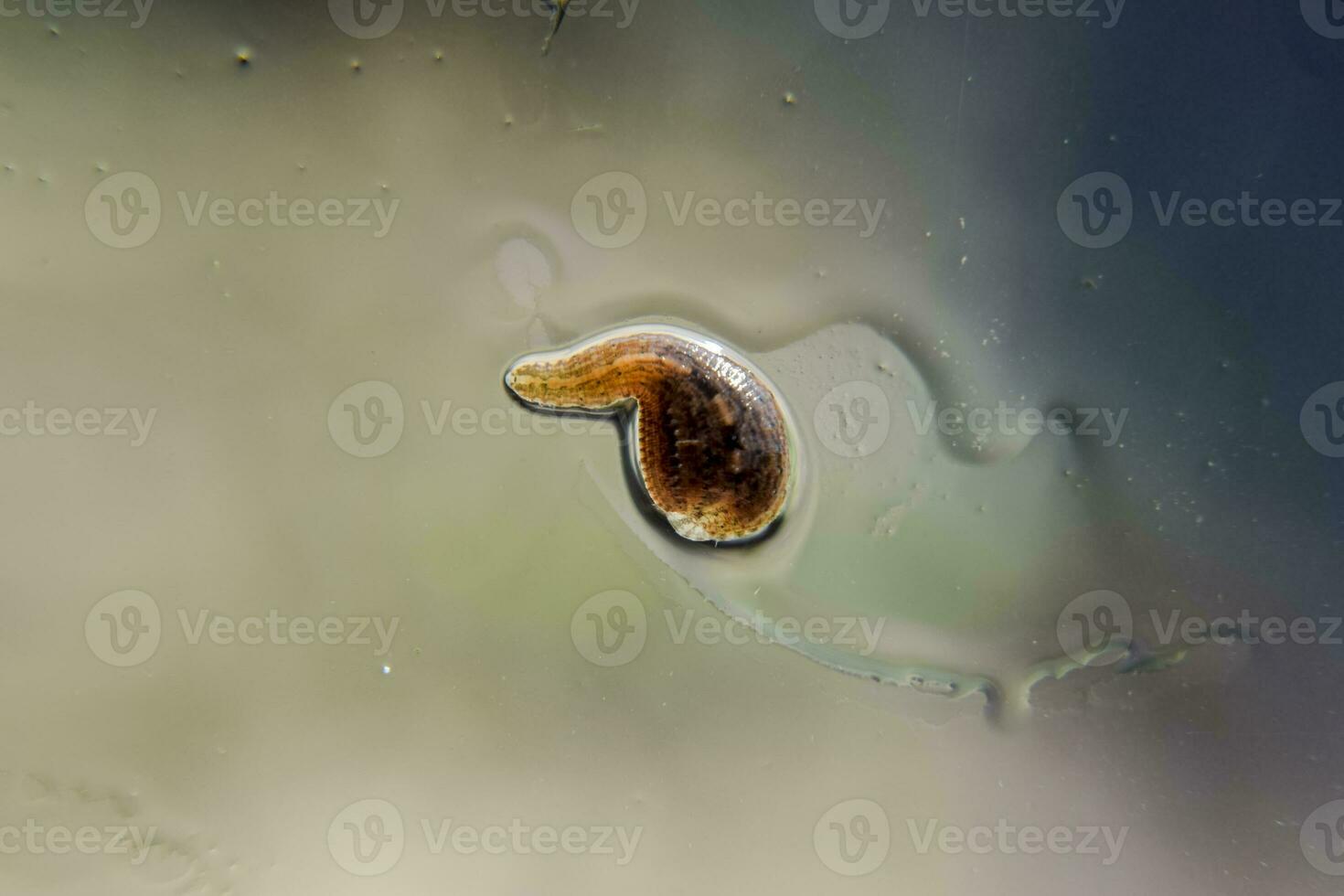 igel på de glas. blodsugande djur. underklass av ringormar från de bälte-typ klass. hirudoterapi foto