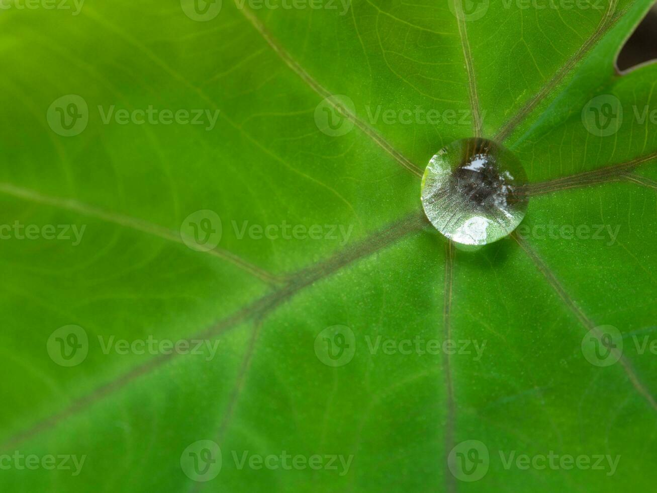 de liten droppe vatten på de colocasia blad foto