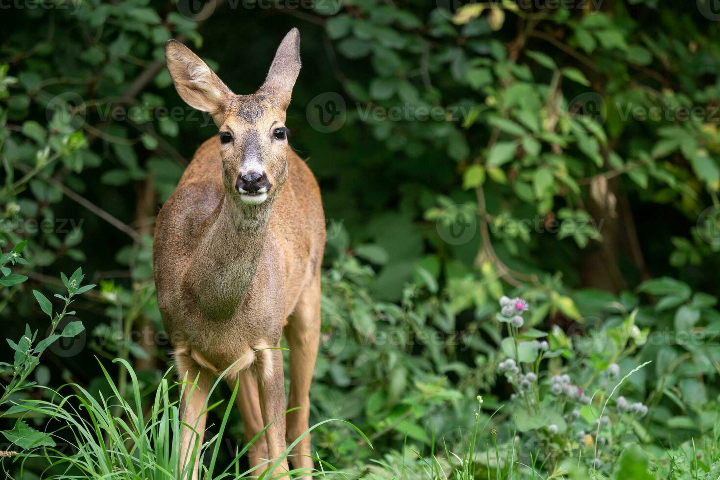 rom rådjur i skog, capreolus capreolus. vild rom rådjur i natur. foto