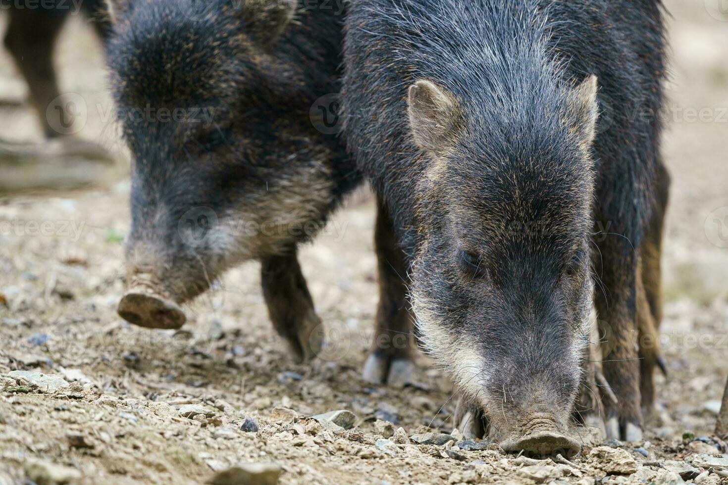 chacoan peccary, catagonus wagneri, också känd som de tagua. foto