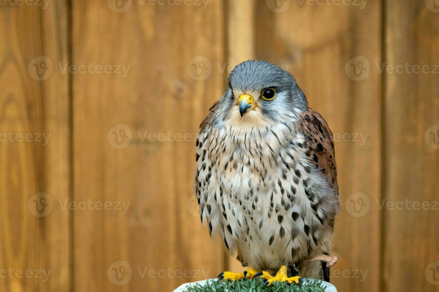 allmänning tornfalk, falco tinnunculus fågel av byte porträtt foto