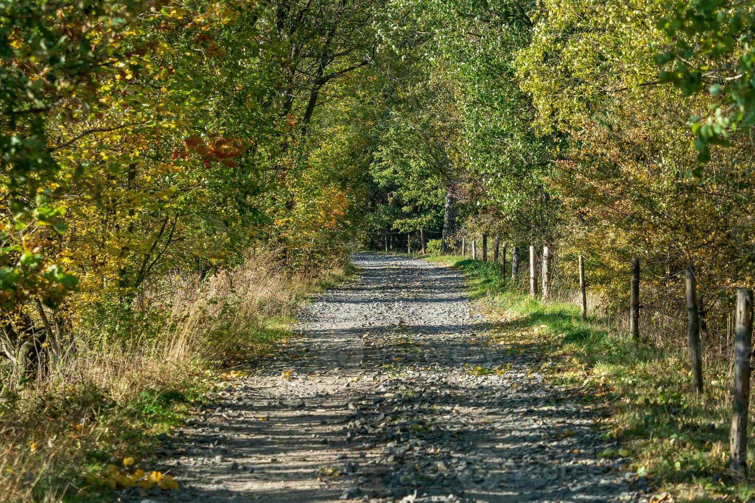 färgrik träd och lantlig väg i höst skog. höst träd. foto