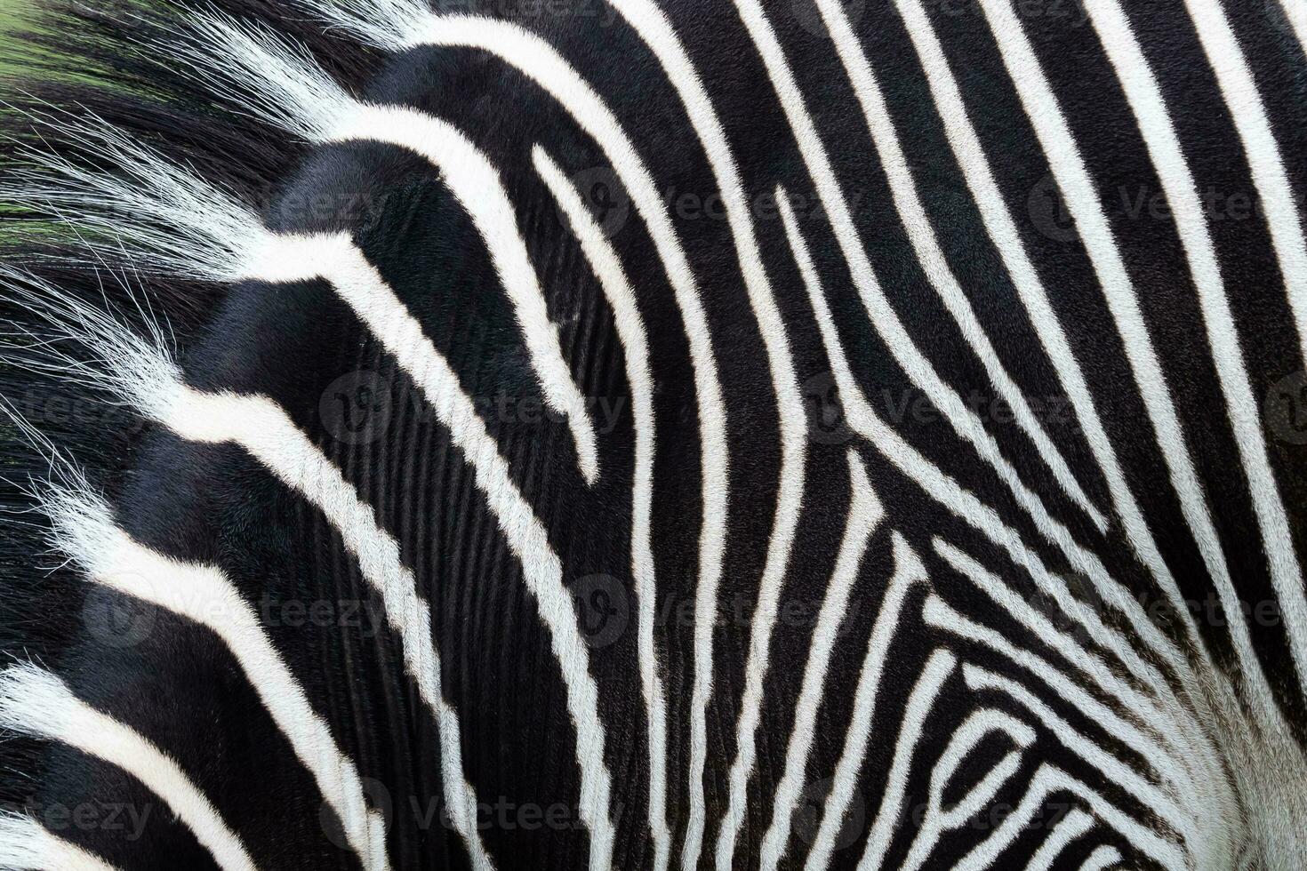 detalj av en svart och vit Ränder på en zebra hud foto
