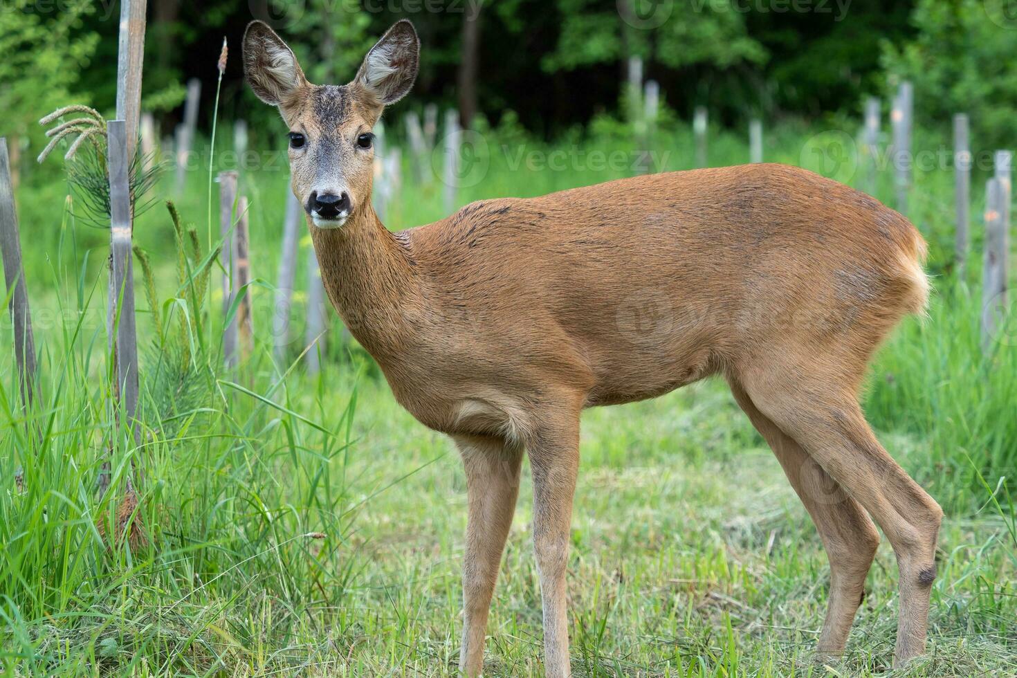 rom rådjur i skog, capreolus capreolus. vild rom rådjur i natur. foto