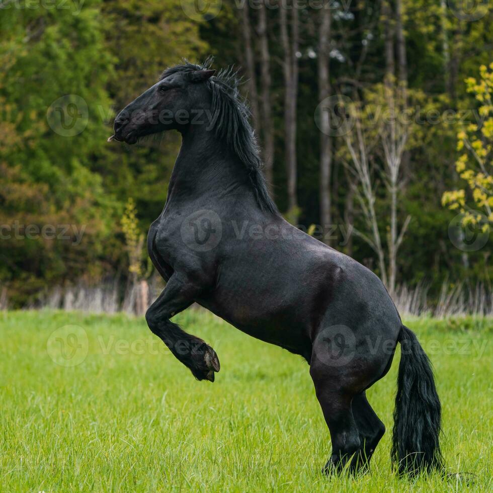 svart friesian häst kör galopp. foto